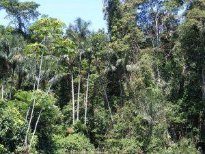 1280px-Amazonian_rainforest