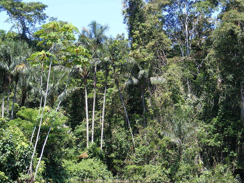 Arsă de vie pe rug în jungla peruană pentru magie neagră