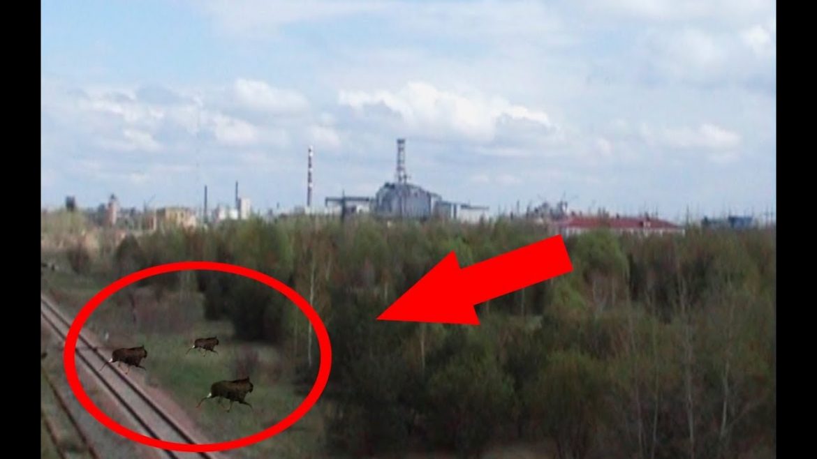 La Cernobîl au apărut mutanți