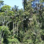 1280px-Amazonian_rainforest