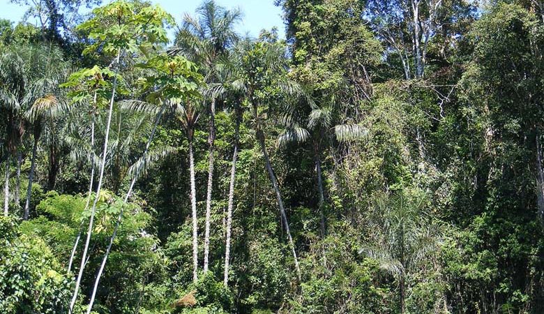 1280px-Amazonian_rainforest